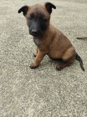 CHIOT collier jaune