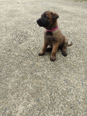 CHIOT collier fushia